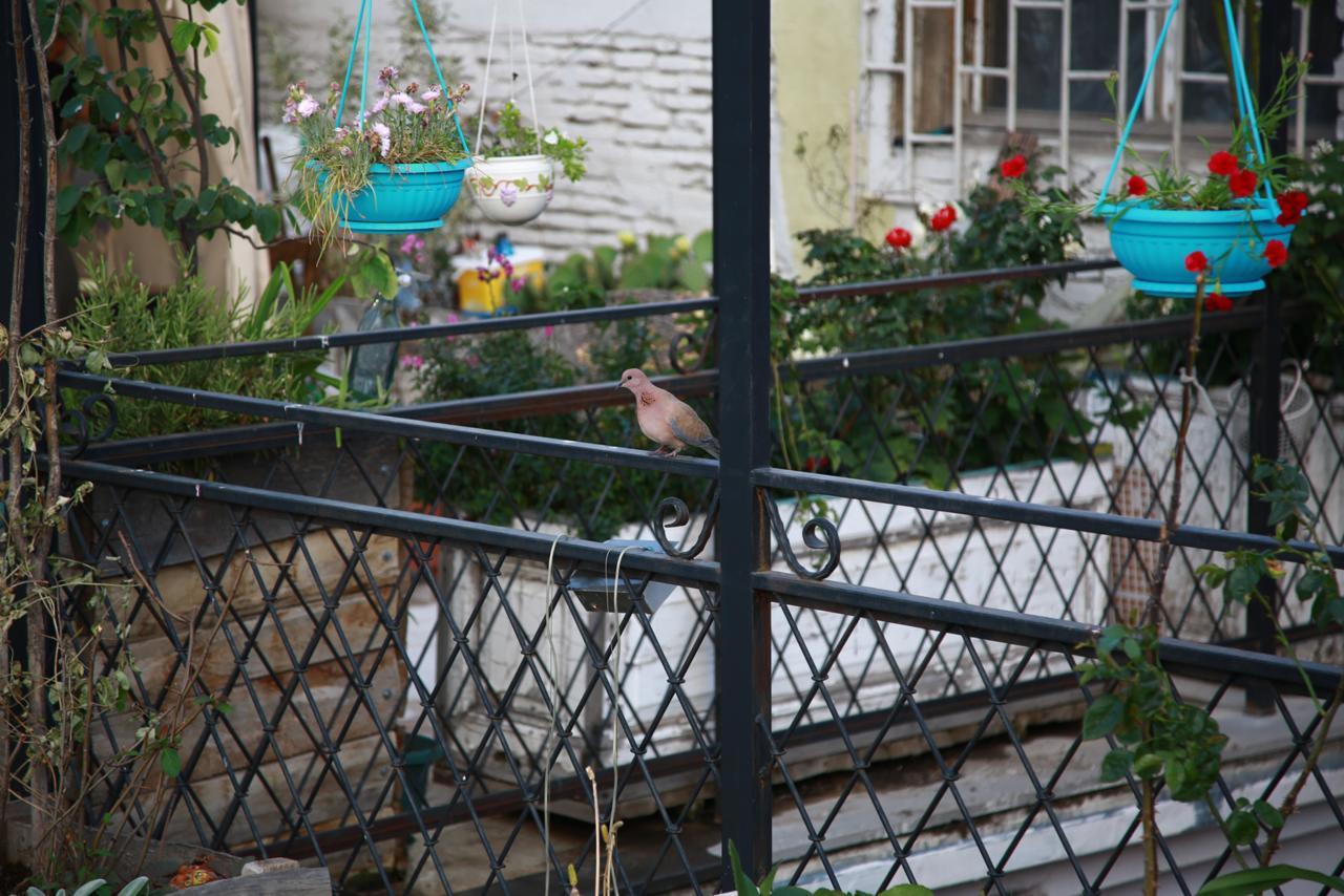 Terrace Garden Boutique Hotel Tbilisi Eksteriør bilde